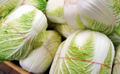 Выращивание пекинской капусты: как получить урожай несколько раз за сезон — простые советы