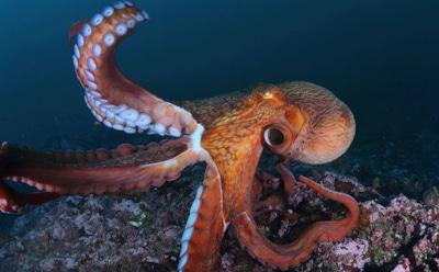 Как осьминоги управляют щупальцами: искусственная модель раскрыла секреты — новый шаг в робототехнике