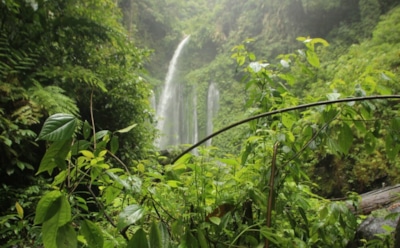 Исчезновение лесов к концу XXI века: ученые предупреждают — 68% территорий в опасности