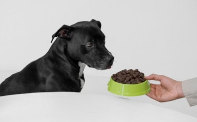 Опасные продукты для собак: чем нельзя кормить питомца — советы для безопасности здоровья