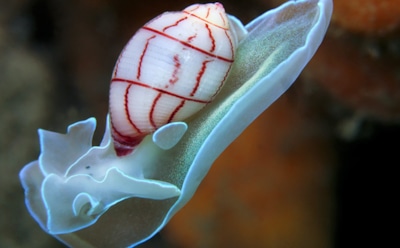 Моллюски для мониторинга воды: как ученые отслеживают загрязнение — новый метод из Севастополя