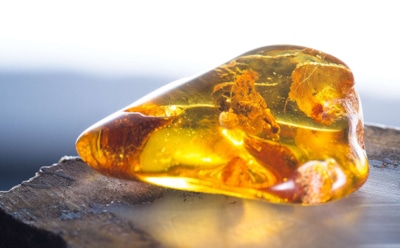 Янтарь в Антарктиде: находка из мелового периода — уникальные фрагменты древней смолы