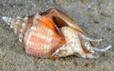 Таинственный моллюск из глубин: необычный слизень и его удивительные способности — открытие ученых