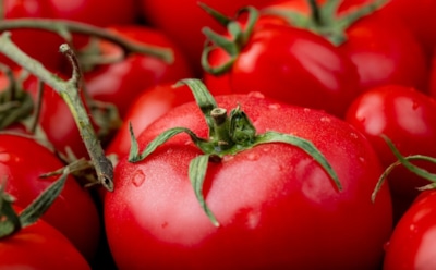 Сочные и крупные томаты: секреты ухода за помидорами — питание, полив и защита от трещин