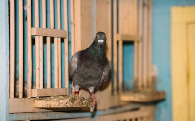 Как избавиться от голубей на балконе: простые и эффективные советы — поддерживайте чистоту и установите защиту