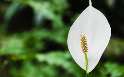 Почему спатифиллум не цветет: ошибки в уходе и простые решения — советы по уходу за «женским счастьем»