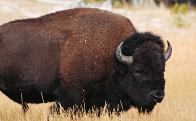 Древний бизон в Якутии: находка водителя раскрыла новые аспекты прошлого — экспертиза ученых