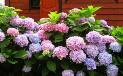 Живые индикаторы кислотности грунта: как растения подсказывают pH почвы — практические советы садоводам