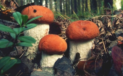 Почему в Рязани грибы с глазами: загадка происхождения пословицы — история, легенды и неожиданные версии