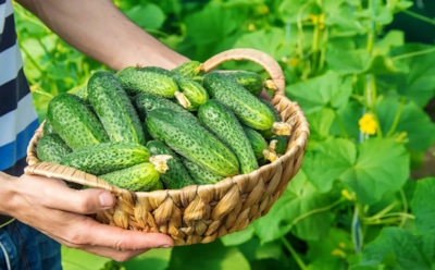 Огурцы в бутылках: как собрать урожай раньше — простой метод и полезные советы