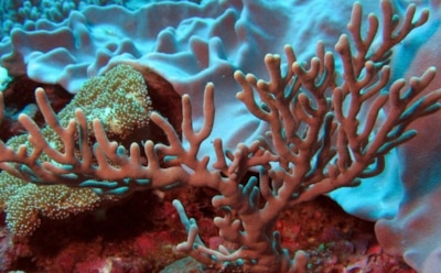 Робот для спасения кораллов: автоматизация размножения полипов — прорыв австралийских ученых