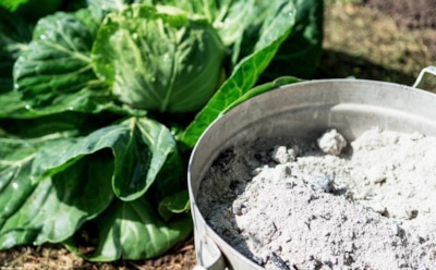 Древесная зола для огорода: секреты применения — советы для разных культур