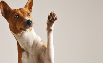 Когнитивные тайны собак: как размер мозга связан с породой и функциями — удивительные выводы ученых