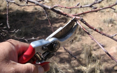 Как подготовить вишню к зиме: простые шаги для защиты дерева — здоровый урожай в следующем сезоне