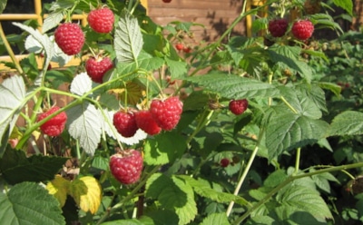 Соседи для малины: как сдержать разрастание кустов — полезные растения для вашего сада