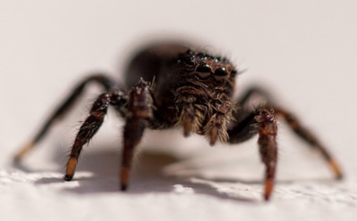 Как избавиться от пауков в доме: народные средства и профилактика — простые советы для чистоты