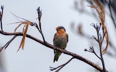 Как птицы спят на ветках: уникальный механизм лап и секреты безопасности — удивительная адаптация пернатых