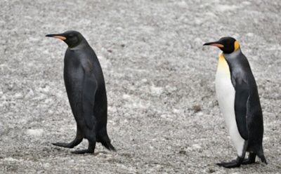 Черный пингвин на юге Атлантики: редкий кадр бельгийского фотографа — единственный шанс на 100 тысяч