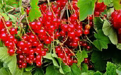 Как вырастить крупную смородину: выбор сорта и правильный уход — секрет обильного урожая