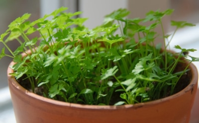 Как вырастить петрушку зимой: простые советы для сада и подоконника — свежая зелень круглый год