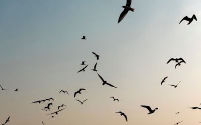 Путешествие с пассажирами: перелетные птицы переносят опасных клещей — новые угрозы для регионов