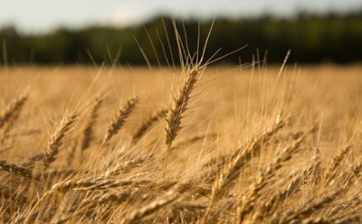 Рожь со дна Гурона: ученые возрождают затонувший сорт — новая жизнь и создание виски