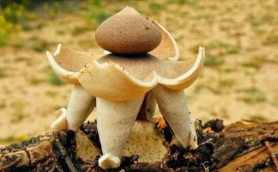 Гриб-звезда из Калуги: редкий звездовик сводчатый — природное чудо и фотонаходка