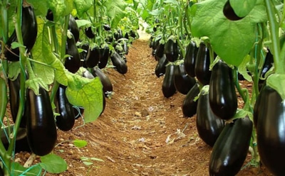 Заглубление рассады: секреты ухода за баклажанами, перцами и томатами — опыт и советы