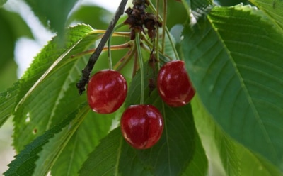 Вишня и ее соседи: опасные растения рядом с деревом — как сохранить урожай и здоровье сада