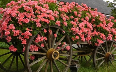 Пышное цветение герани: секреты подкормки и ухода — сделайте сад ярче