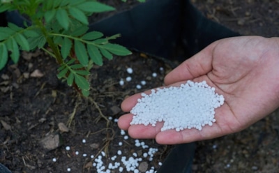 Использование аммиачной селитры: как избежать ошибок при осенней подготовке почвы — риски и замена