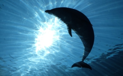 Дельфин и одиночество: Делле из Балтики общается сам с собой — находка датских биологов