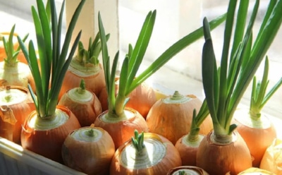Зеленый лук на подоконнике: как вырастить ароматное перо зимой — советы и проверенные способы