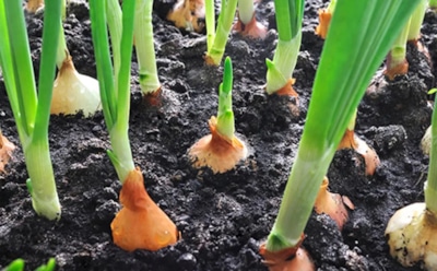 Почему гниет лук в земле: основные причины гибели урожая — как предотвратить проблему