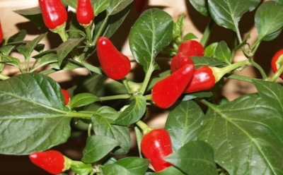 Жгучий перец на подоконнике: урожай круглый год без сложностей — секреты ухода