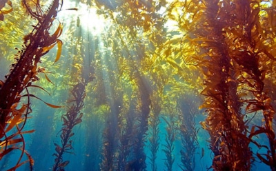 Бурые водоросли против загрязнения: перспективный метод от российских ученых — очищение моря