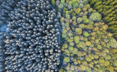 Пока ученые паникуют, растения адаптируются: деревья показали готовность к изменению климата — новое открытие