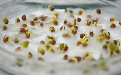 Проверяем семена на всхожесть: простые действия помогут выбрать качественный посадочный материал — осенние советы