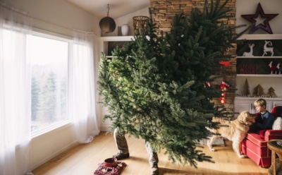 Новогодняя елка будет долго радовать глаз: как сохранить дерево и продлить праздник — выбор и уход