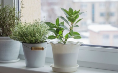 Сохраните здоровье комнатных растений зимой: особенности ухода в холодный сезон — полезные советы и рекомендации