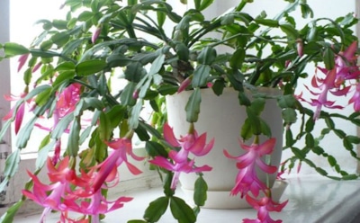 Капризы декабриста: узнайте, как продлить цветение привередливого растения — простые советы помогут