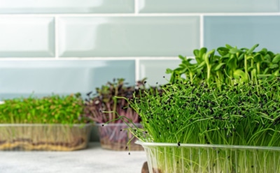 Витаминный подарок с подоконника: выращивайте микрозелень дома круглый год — польза без лишних сложностей