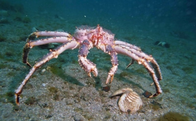 Угроза для камчатских крабов: новый вирус атакует популяцию стригунов — риск для экологии и экономики
