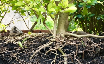 Природные стимуляторы для растений: натуральные способы укоренения — эффект без рисков