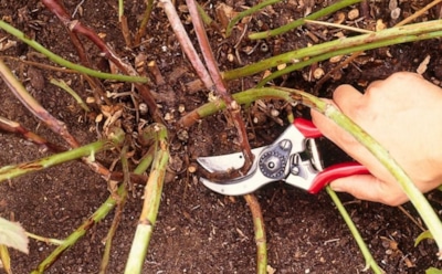 Зимний уход за ежевикой: правильная подготовка кустов — советы для морозных регионов