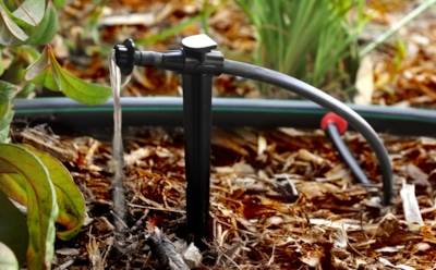 Осенний полив сада: защита деревьев от зимних морозов — залог обильного урожая