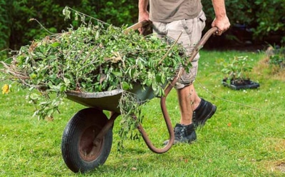 Утилизация больных растений: рассказываем, как очистить участок — проверенные методы и важные советы