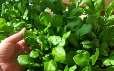 Шпинат на подоконнике: как вырастить свежую зелень в квартире — простой уход и полезный урожай