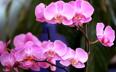 Эффективный стимул для орхидеи: простой рецепт для пышного цветения — всего пара ключевых компонентов