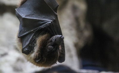 Открытие нейробиологов о скрытых природных механизмах: летучие мыши без слуха — адаптация эхолокации